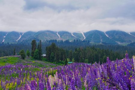 Heavenly Kashmir – 06 Nights / 07 Days